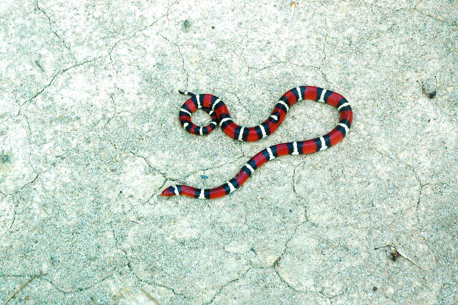 A scarlet kingsnake, seen at Jones Lake State Park