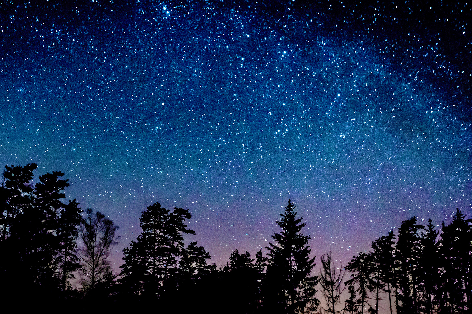 Silhouette of trees against a night sky with stars.