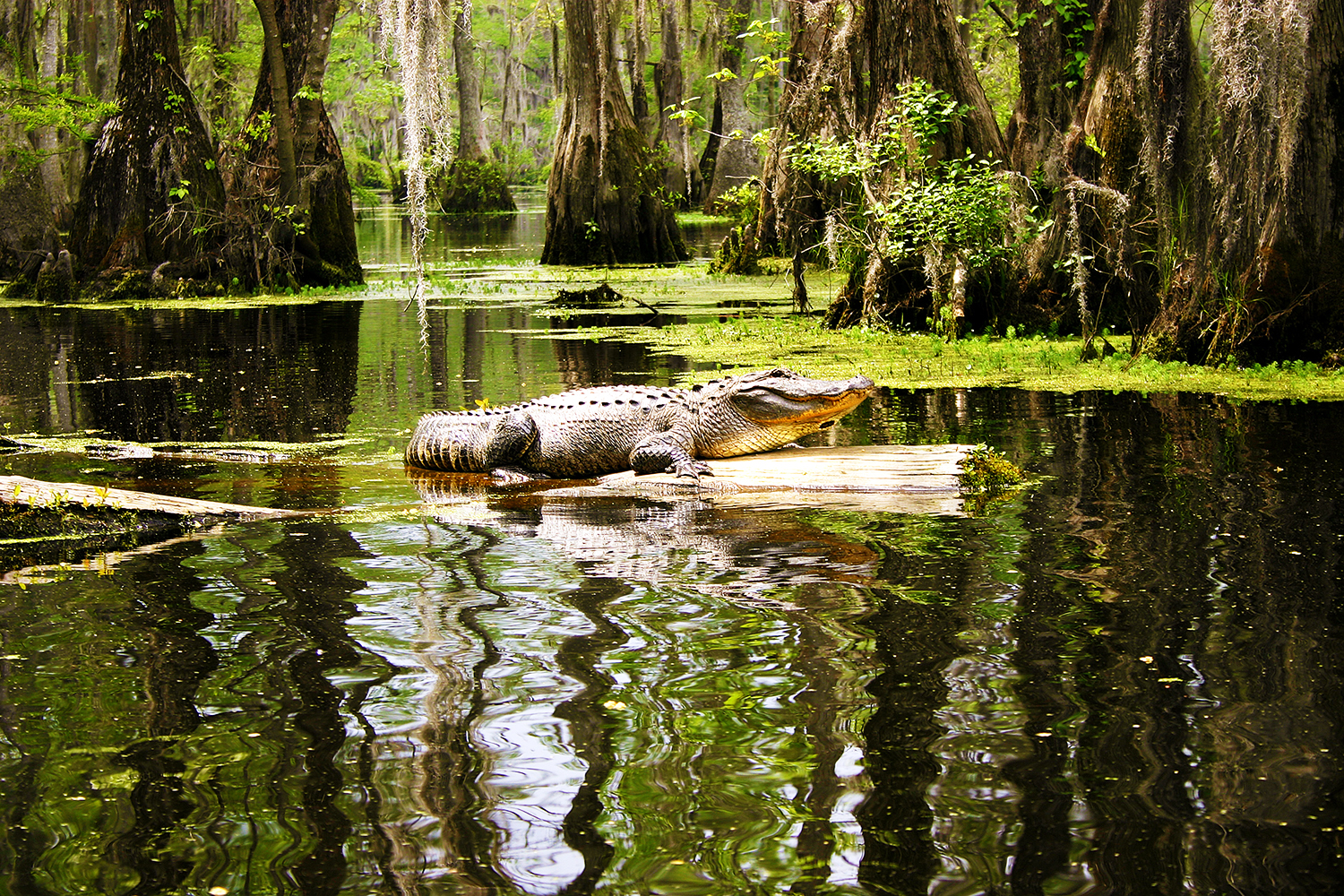 American alligator at Merchants Millpond State Park