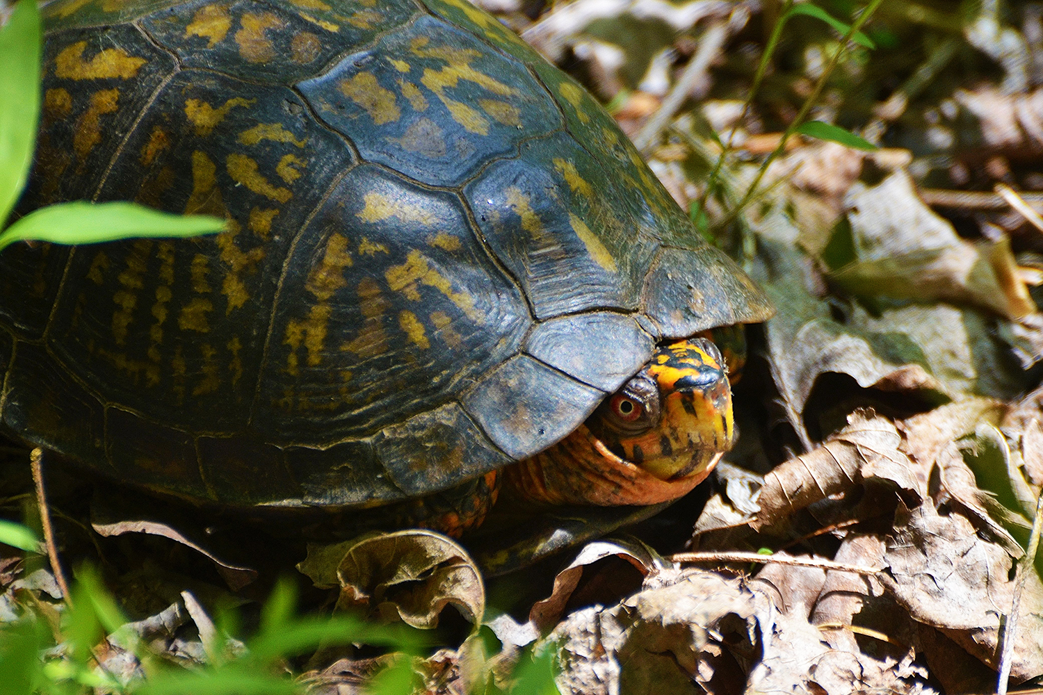 Eastern box turtle at Pilot Mountain State Park