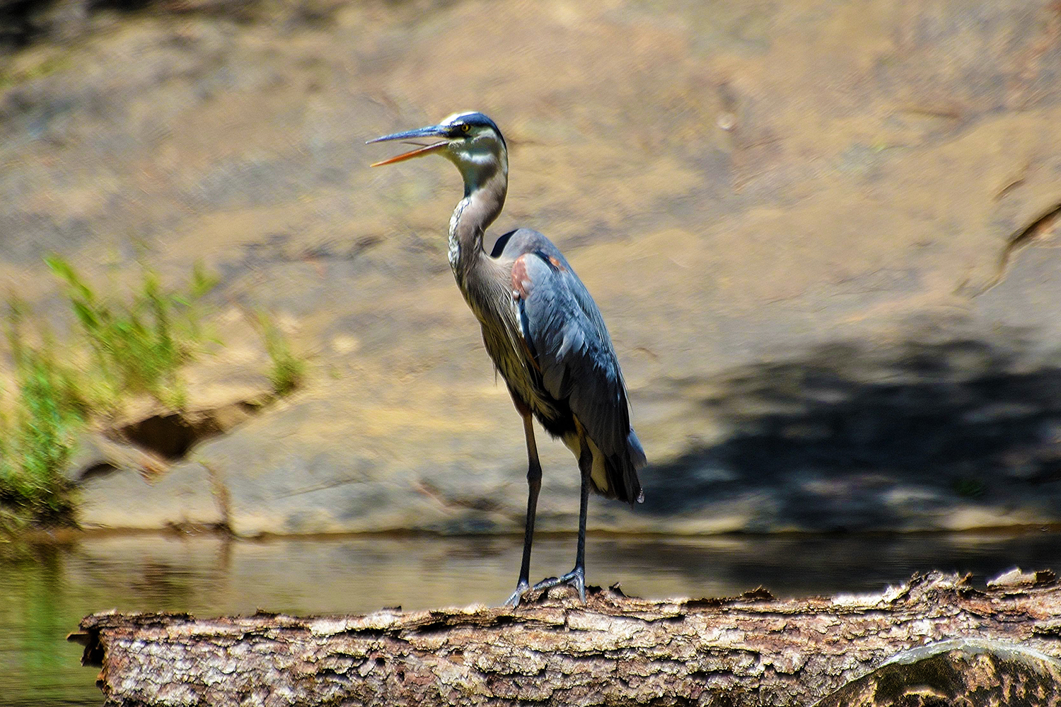 A great blue heron at Eno River State Park