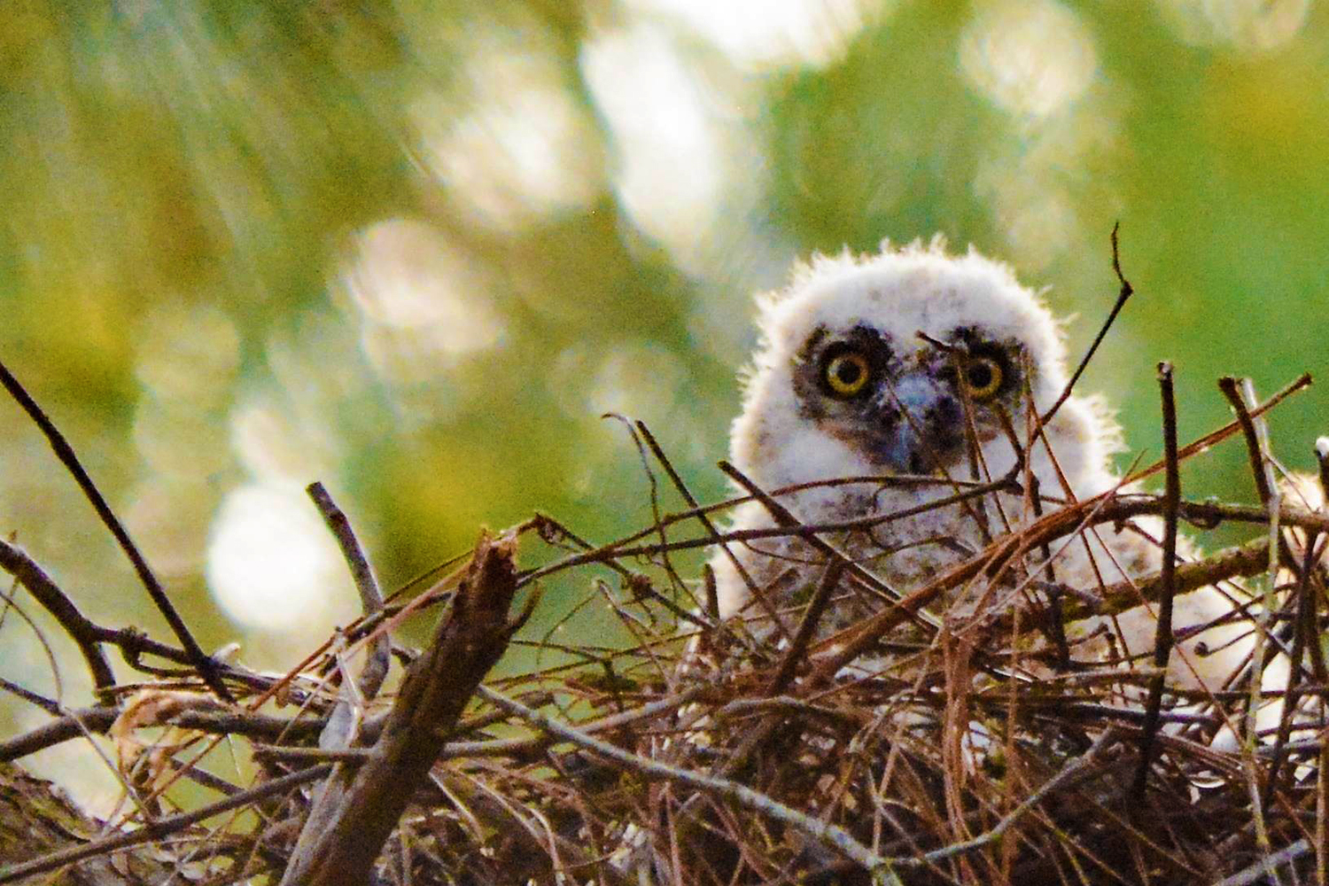 Great horned owlet at Carolina Beach State Park