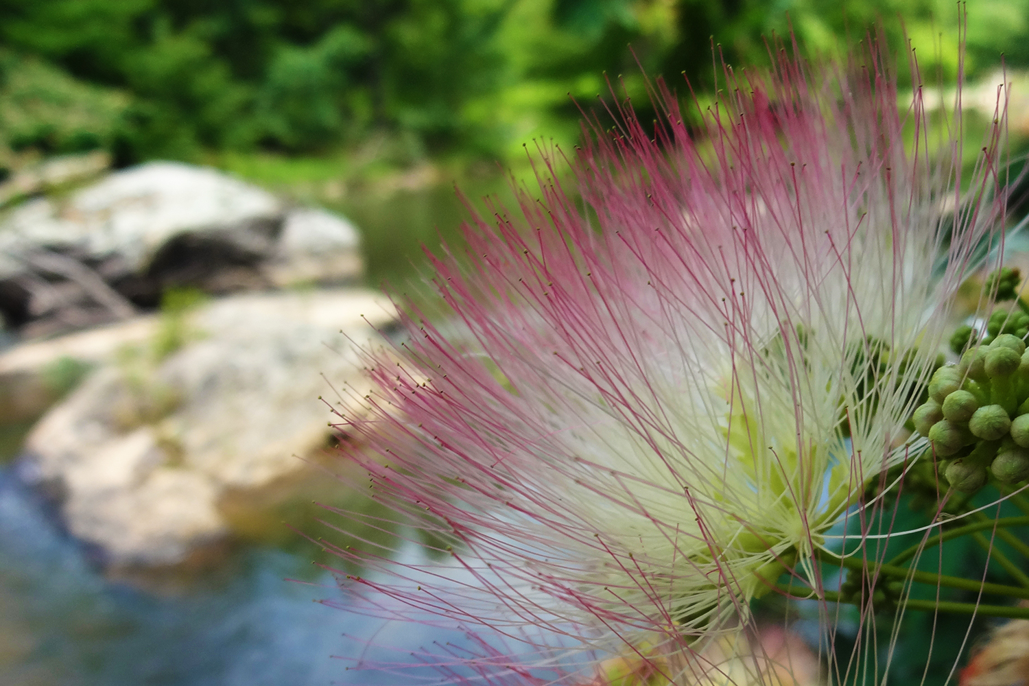 Silk tree, an invasive species in North Carolina, seen at Eno River State Park