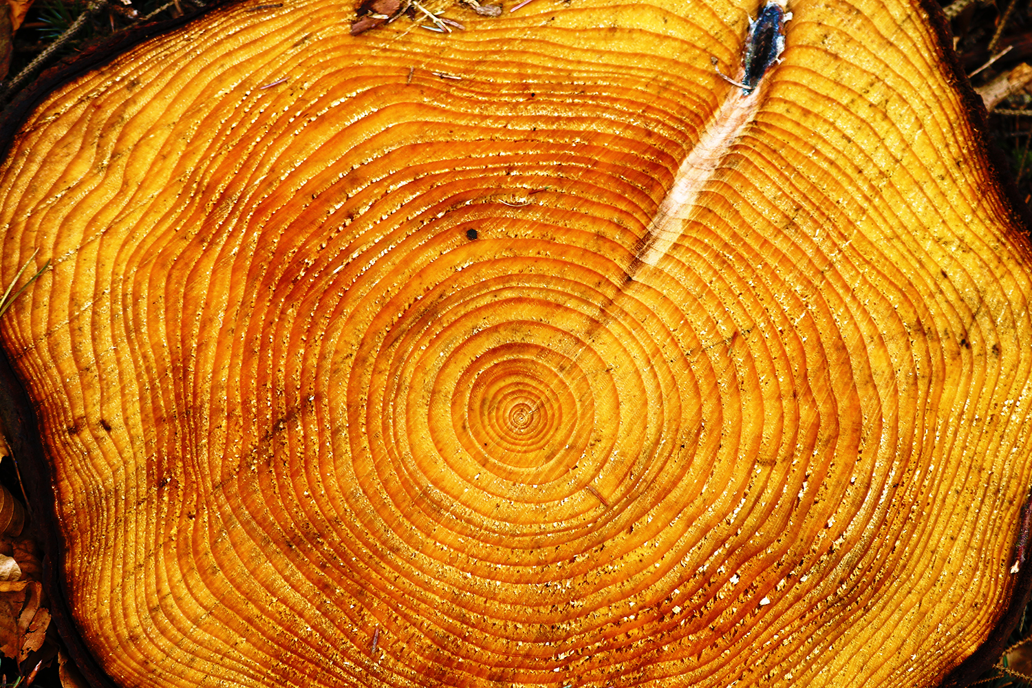 Tree rings: stock