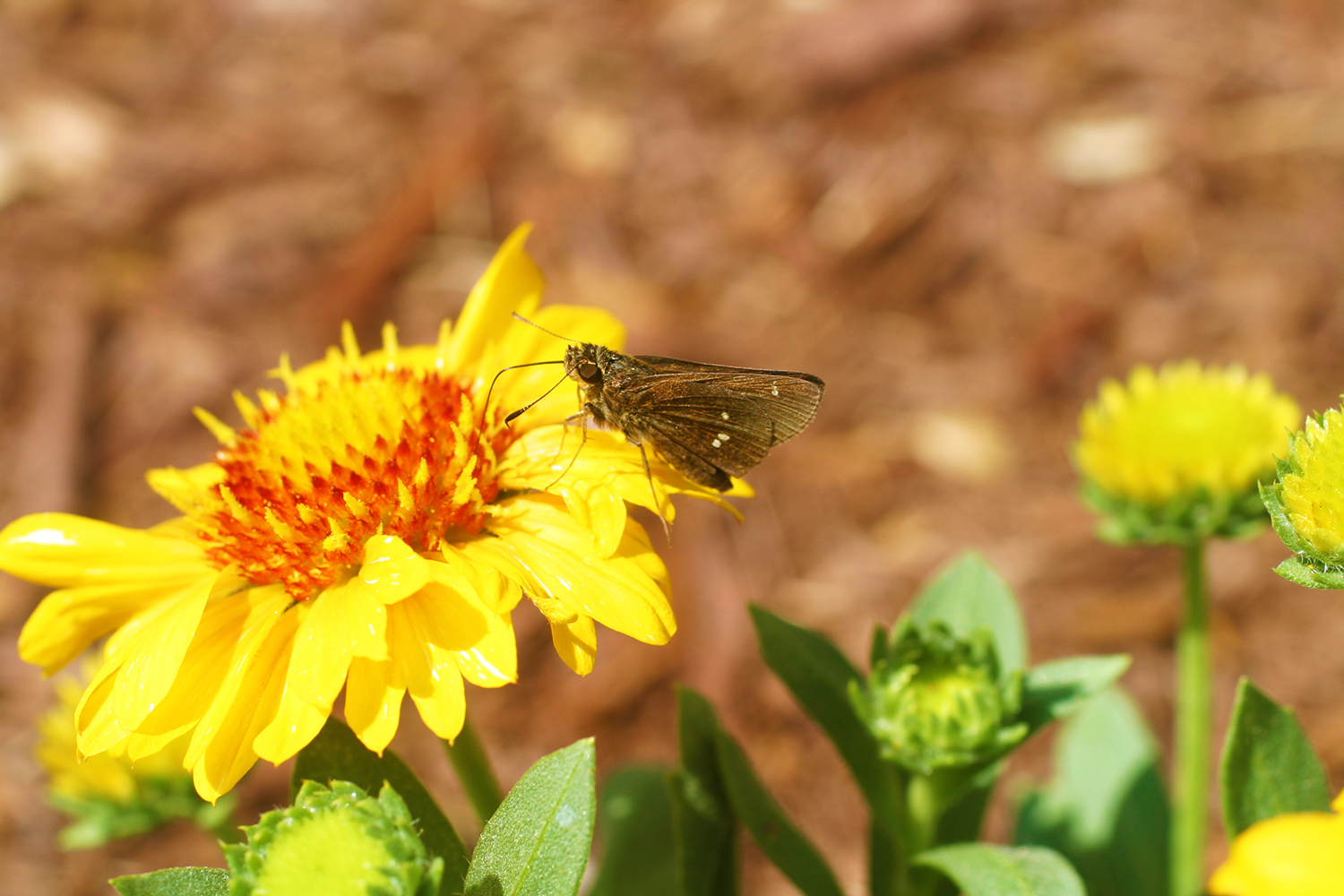 A twin-spot skipper perched on a flower in the garden at Hammocks Beach State Park