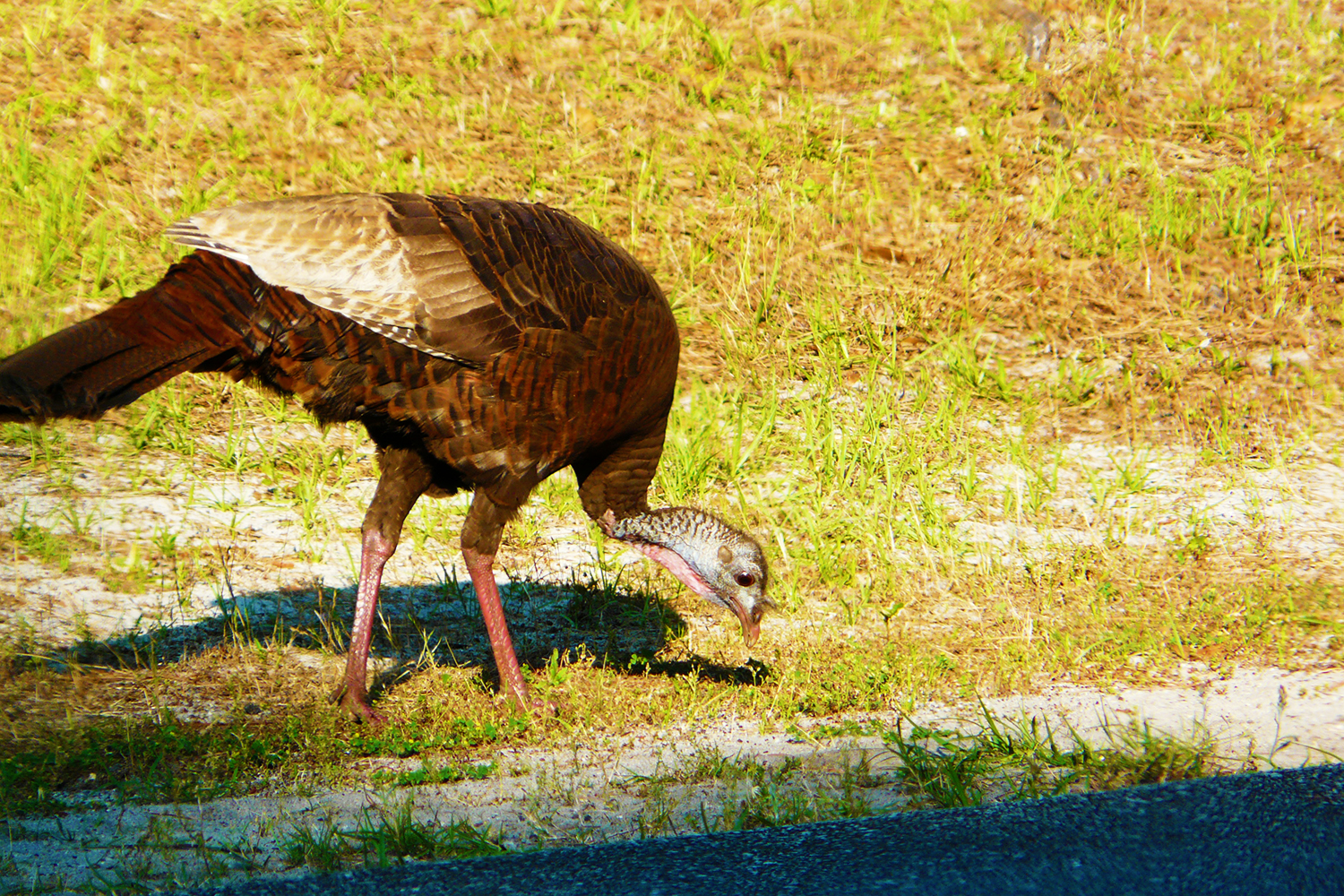 Wild turkey at Carolina Beach State Park