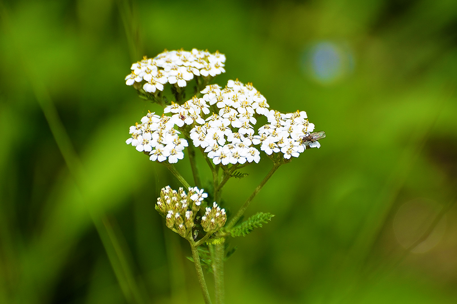 Common yarrow at Mount Mitchell State Park
