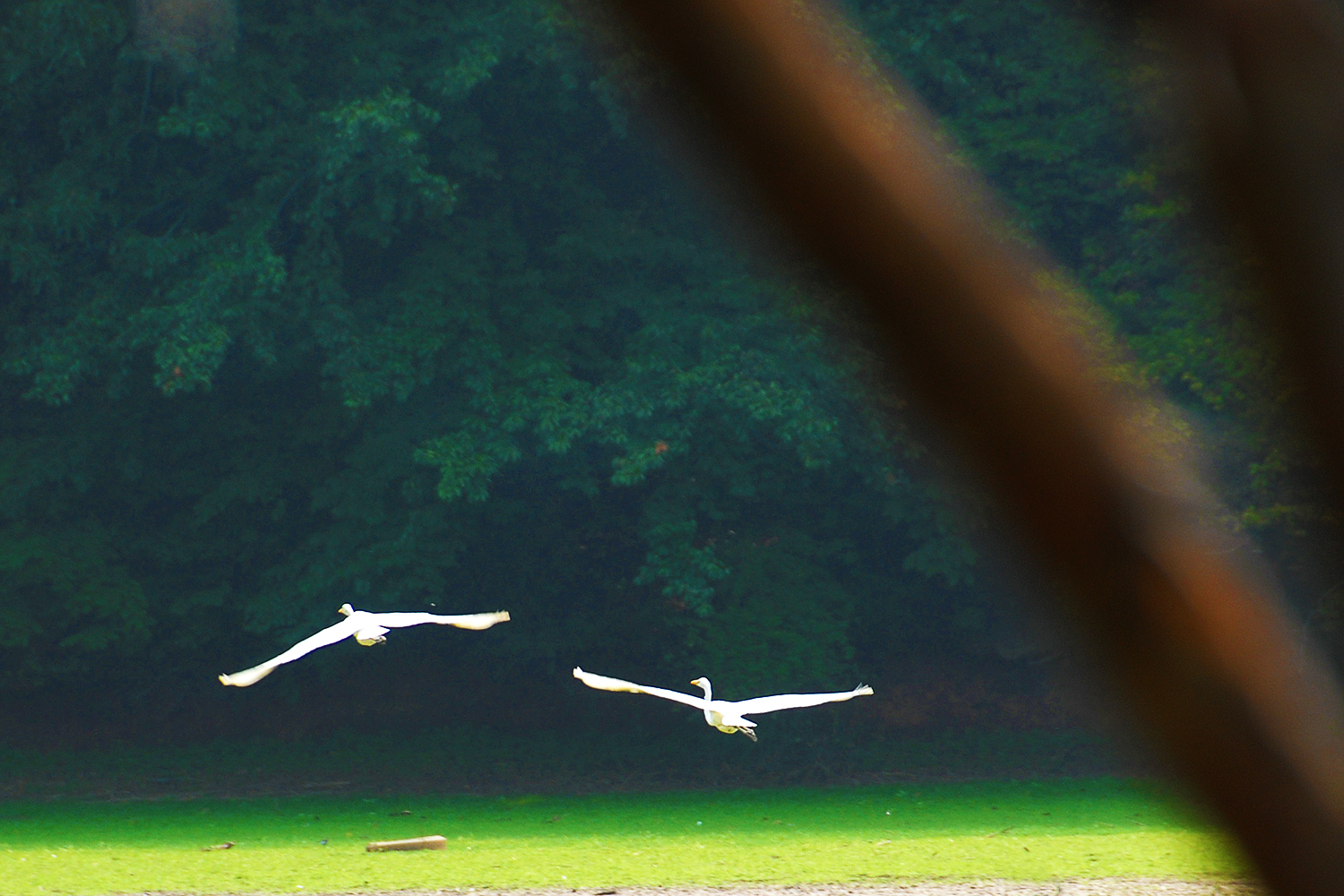 A pair of egrets flying at Lake Norman State Park