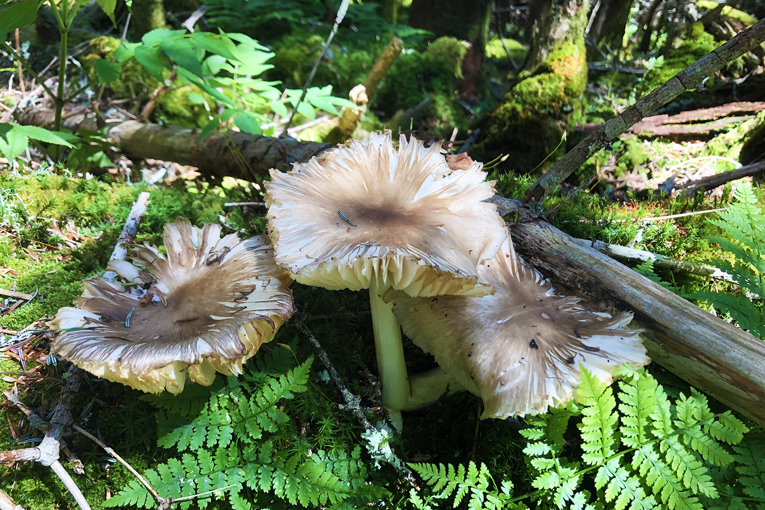 Broad gill mushroom at Mount Mitchell State Park