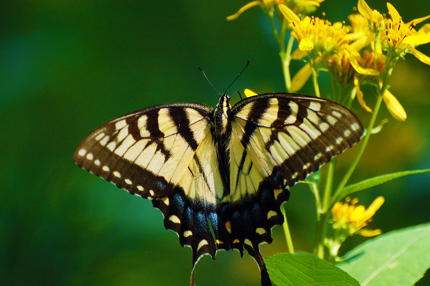 An eastern tiger swallowtail butterfly at Stone Mountain State Park