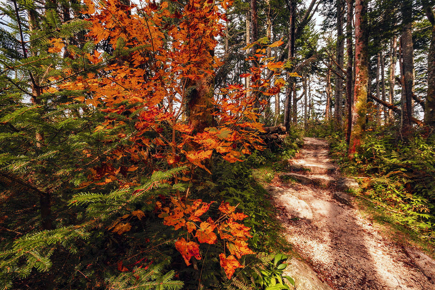 Fall colors on a trail at Mount Mitchell State Park