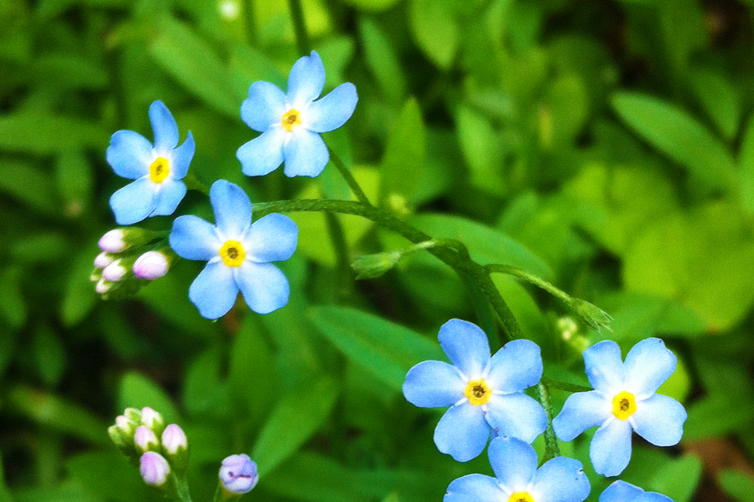 Forget-me-not flowers at Grandfather Mountain State Park