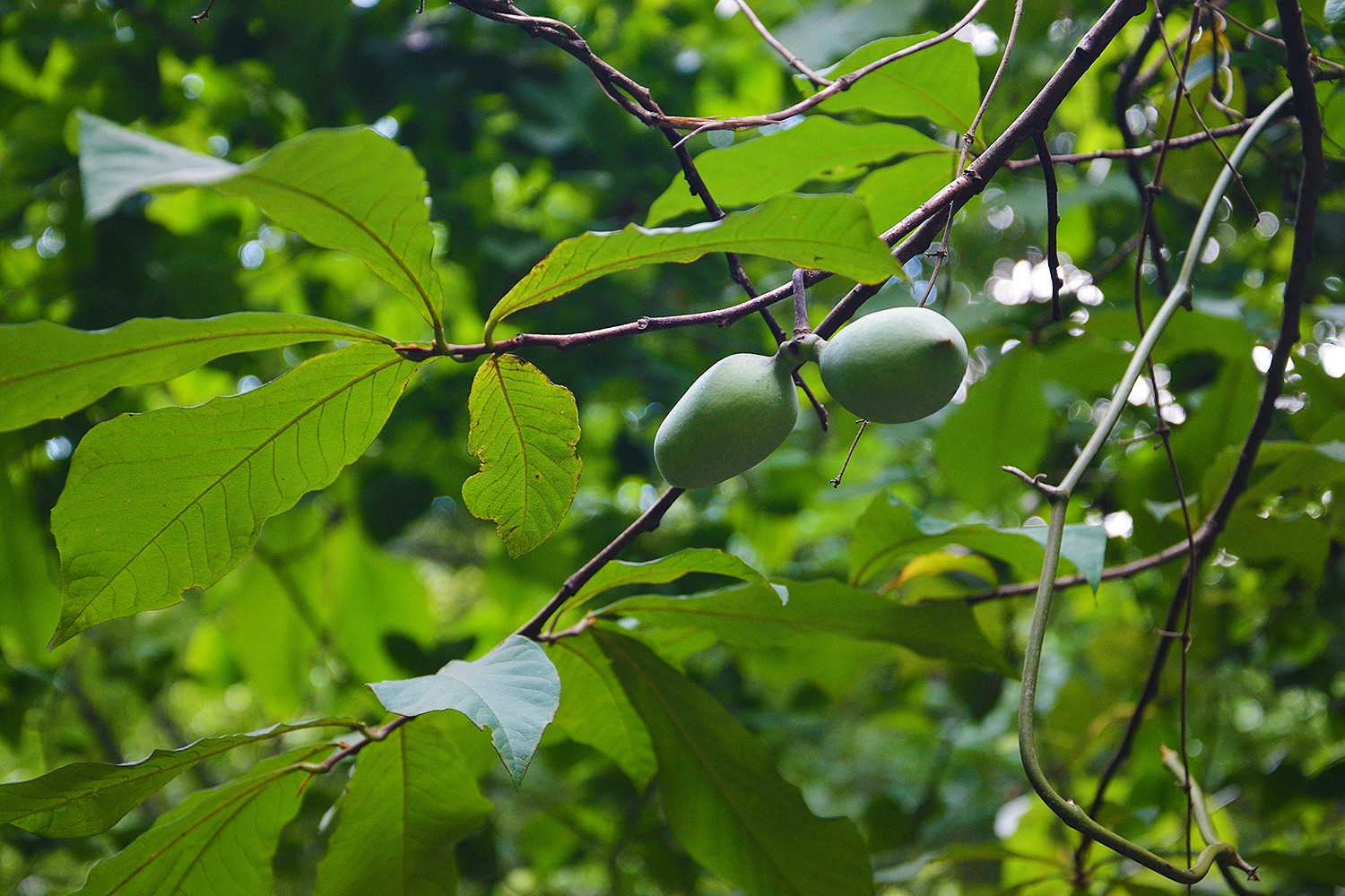 Fruit of the pawpaw tree at Pilot Mountain State Park