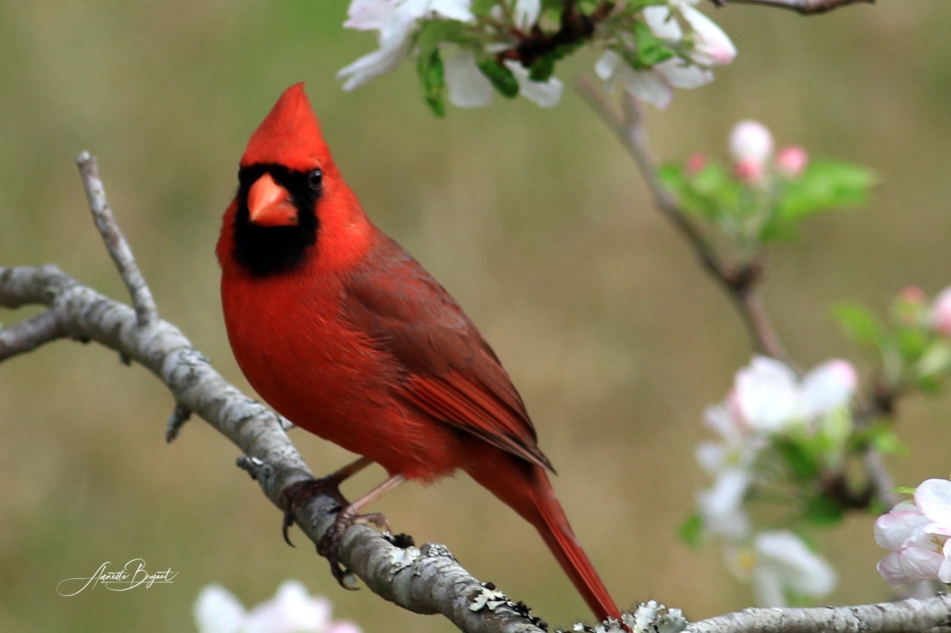 Photo of male cardinal 