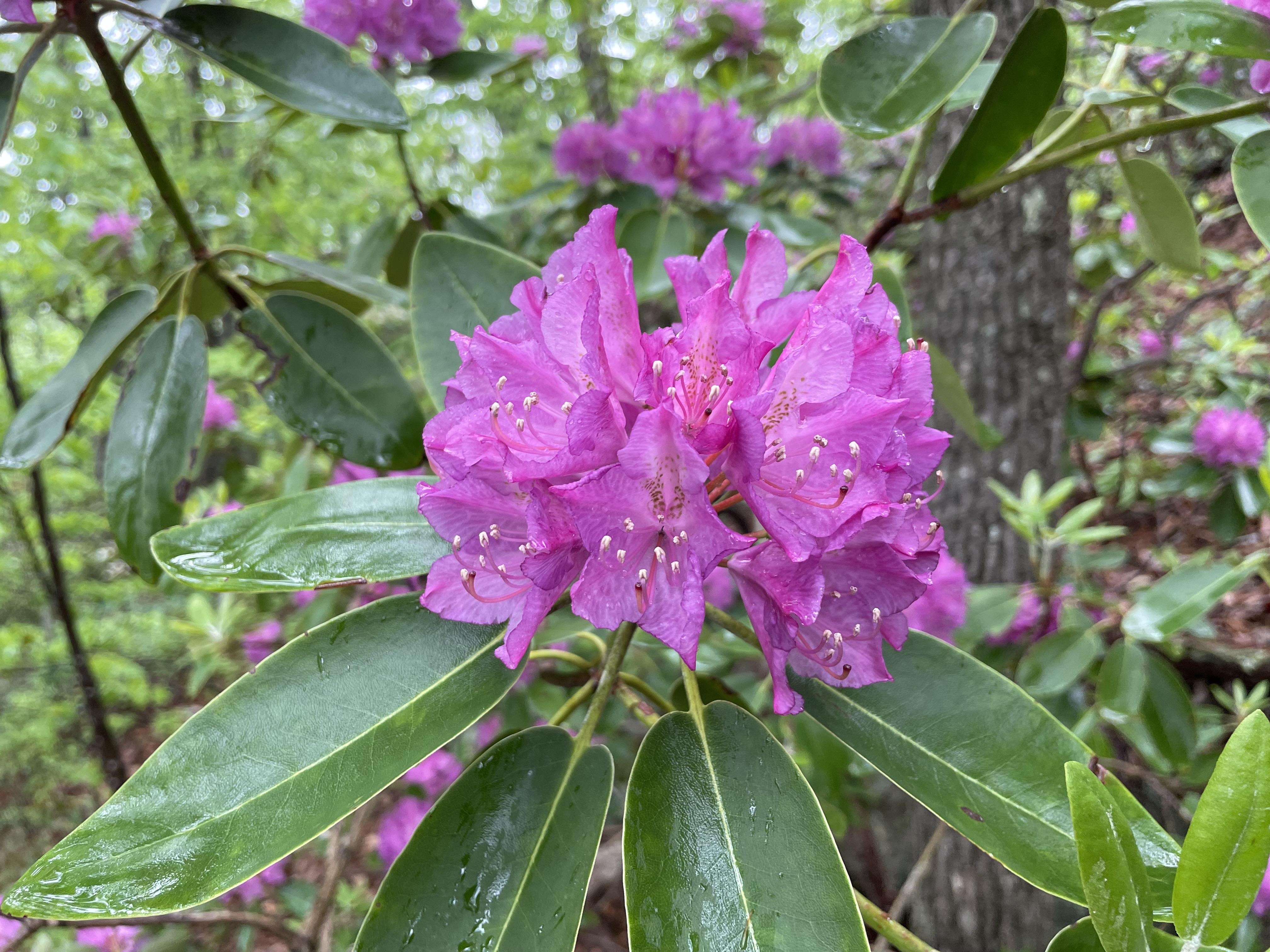 Rhododendron blooms on a spring day.