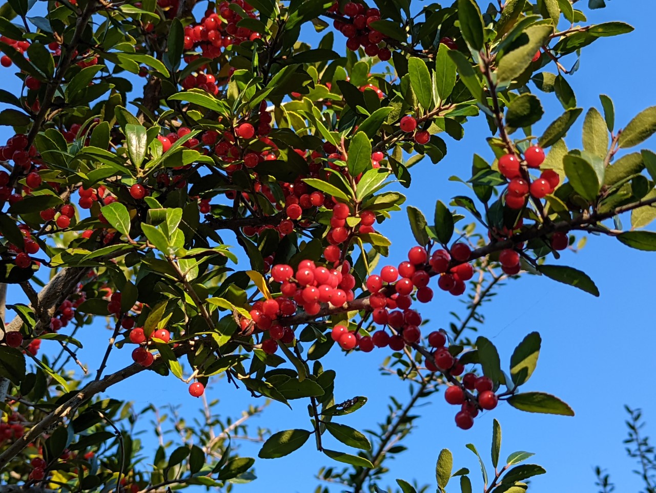 yaupon with berries