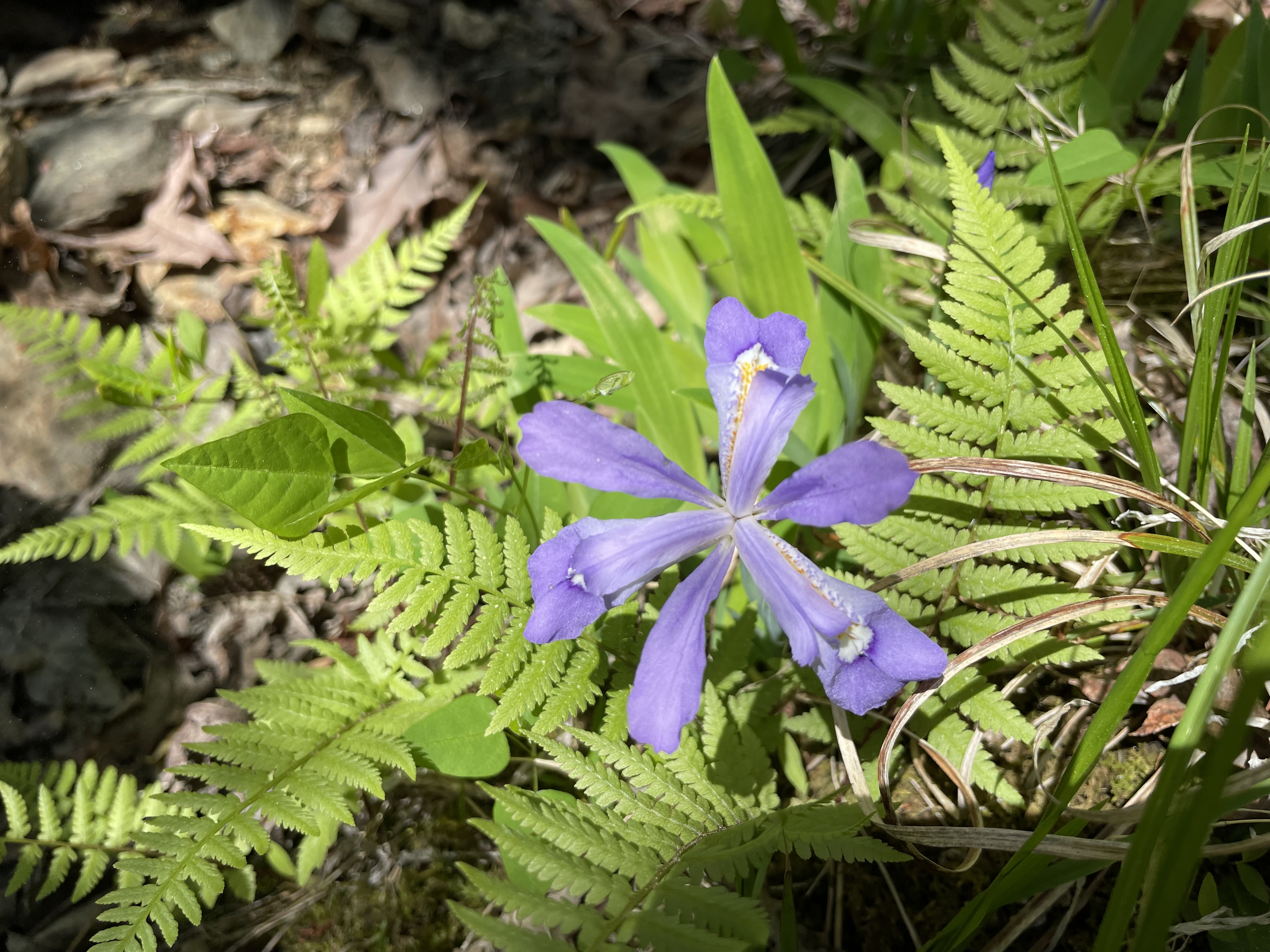 An iris blooms on a spring day.