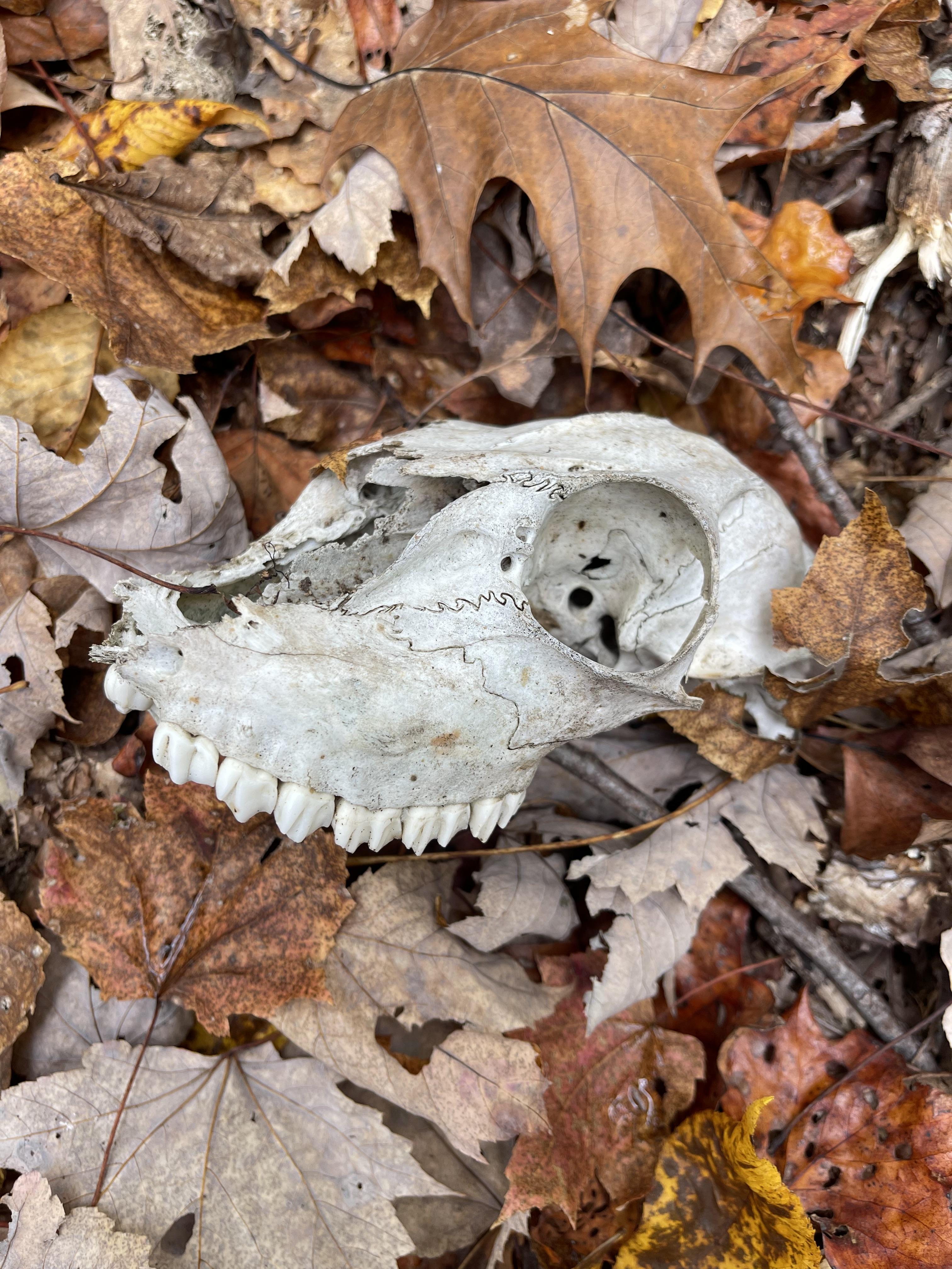 A deer skull rests in the leaflitter.