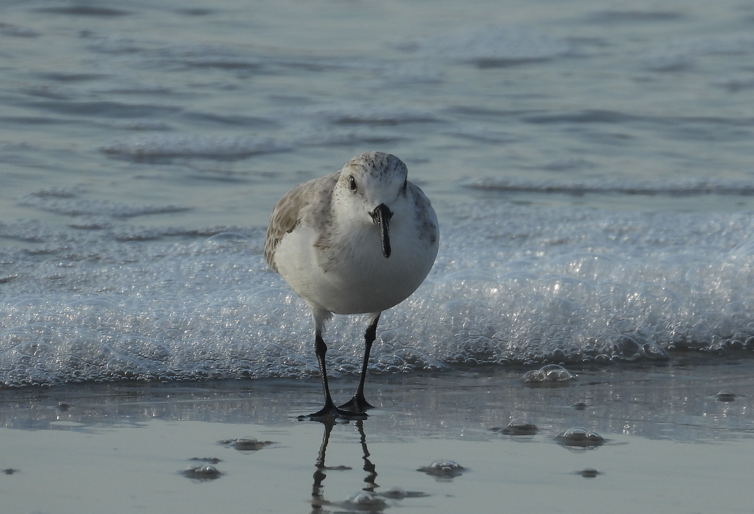 Calidris alba