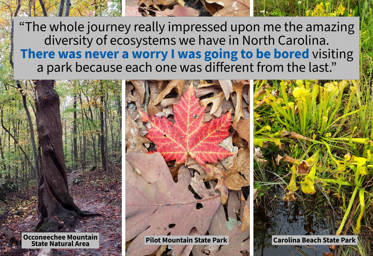 Three photos: the first from Occoneechee Mountain State Natural Area of a tree with a twisted trunk, the second from Pilot Mountain State Park of a bright red and orange leaf on the ground, and the third from Carolina Beach State Park of pitcher plants. The quote states "The whole journey really impressed upon me the amazing diversity of ecosystems we have in North Carolina. There was never a worry I was going to be bored visiting a park because each one was different from the last."
