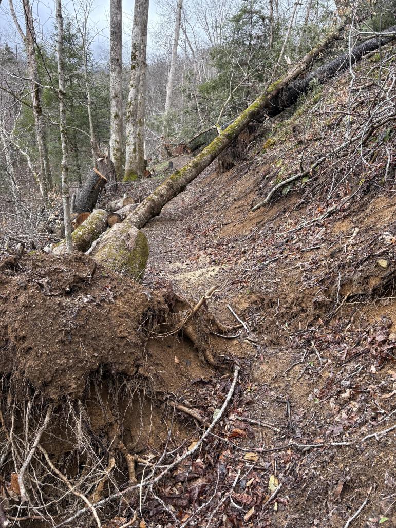 Root ball of an uprooted tree along the Profile Trail at Grandfather Mountain State Park, taken April 2025 after Hurricane Helene.