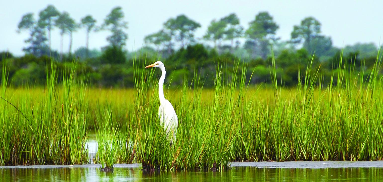 Photo of a white egret standing in a coastal marsh