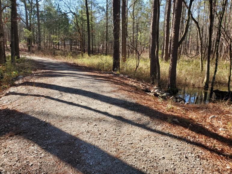 Dirt trail through the forest with tall pine trees