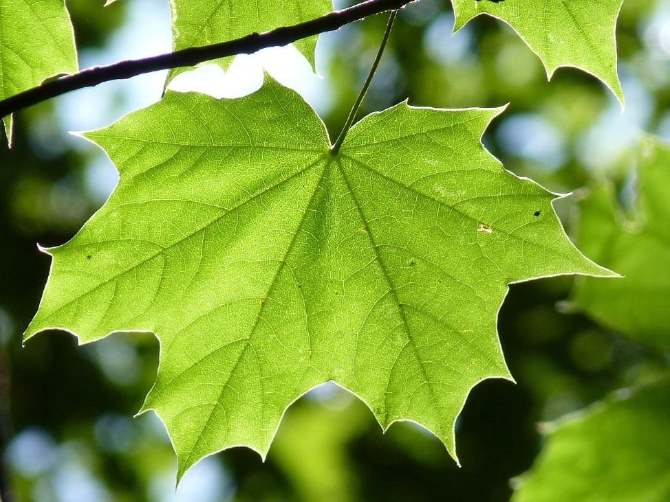 Green maple-like leaf