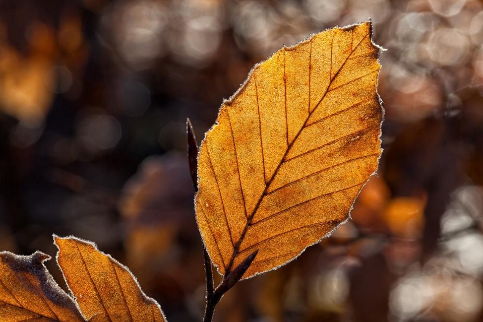 Brown autumn leaf