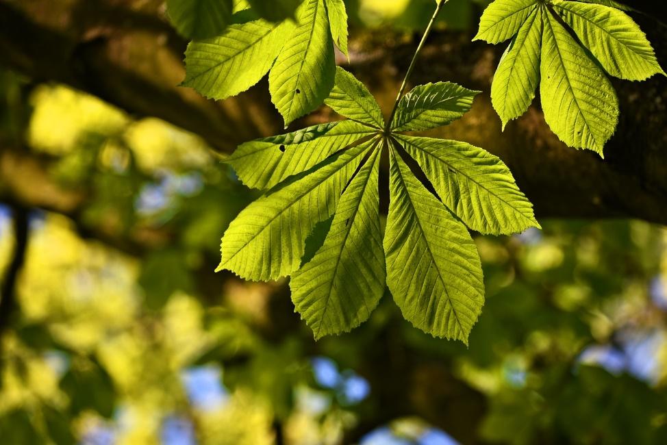Cluster of green leaves