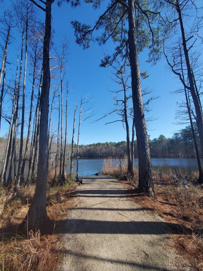 Lake view showing trees and logs in the water