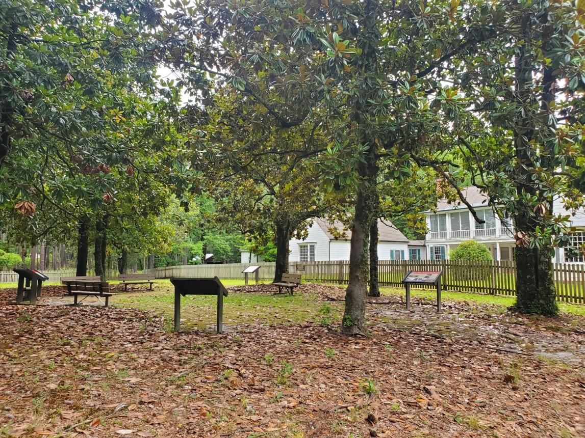 Magnolia trees planted outside the Rockefeller House