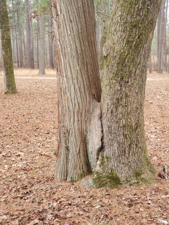 Cypress and sweetgum tree trunks growing together