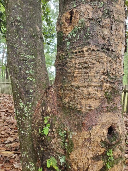 Older and younger magnolia tree trunks showing bark texture