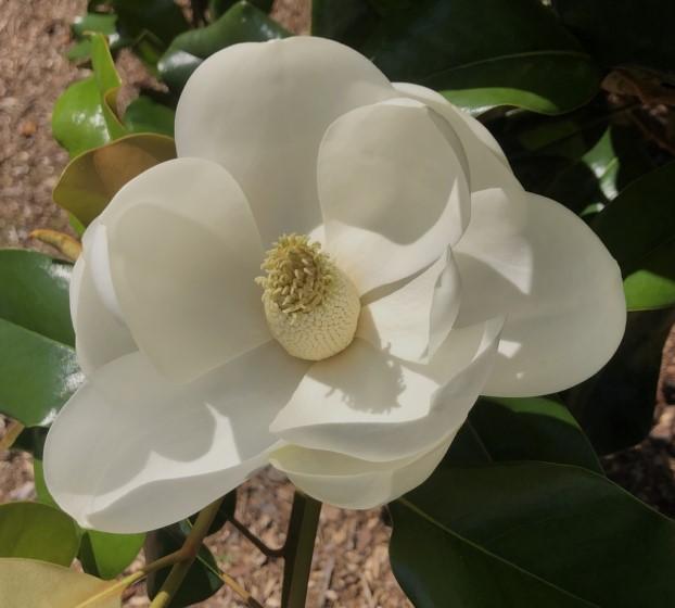 Close-up of a large white magnolia flower with a pale yellow center