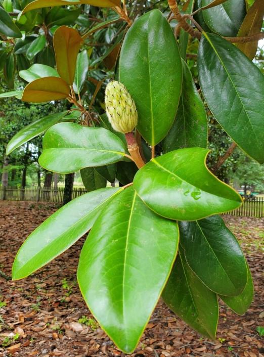 Unripe magnolia fruit and healthy green leaves