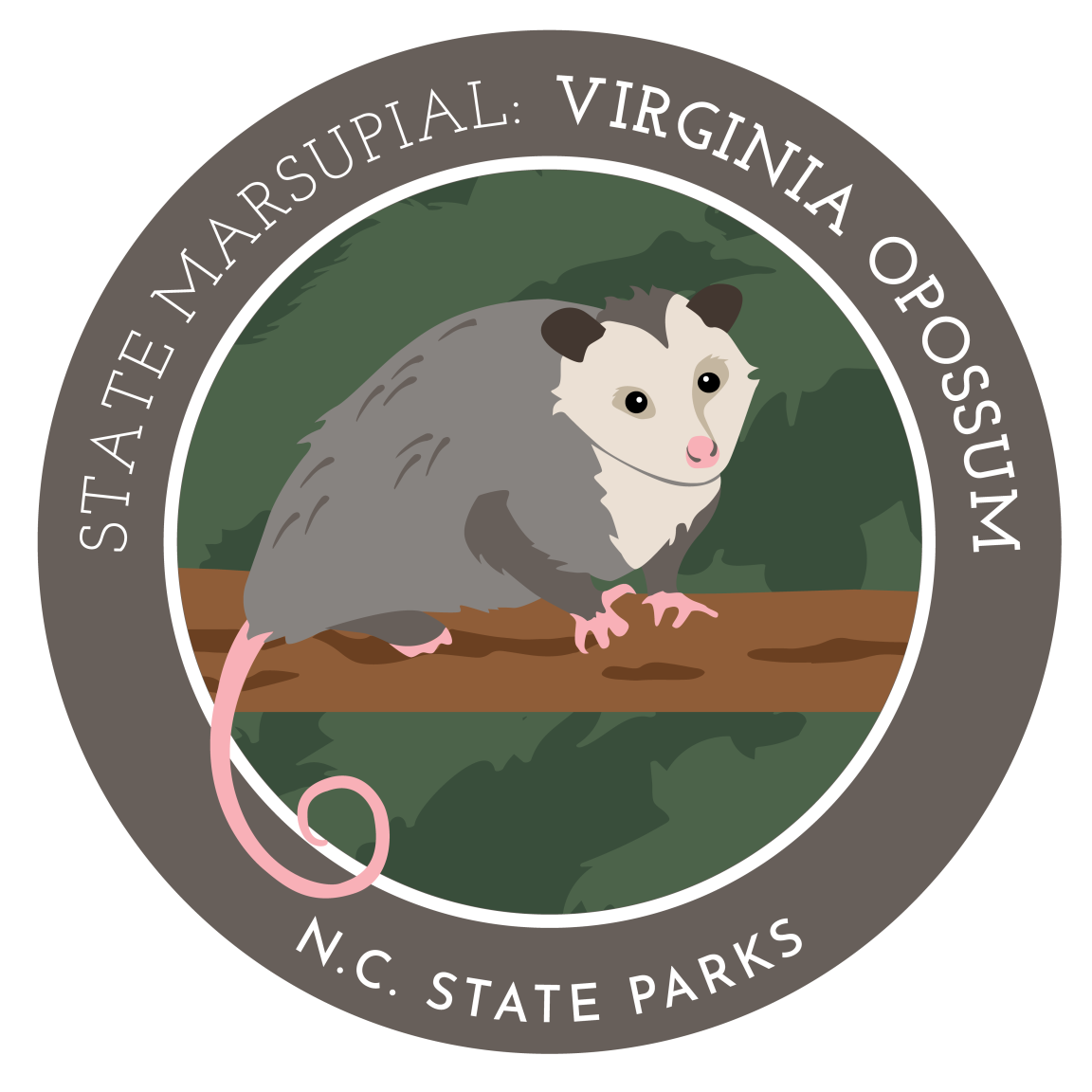 state marsupial - virginia opossum 