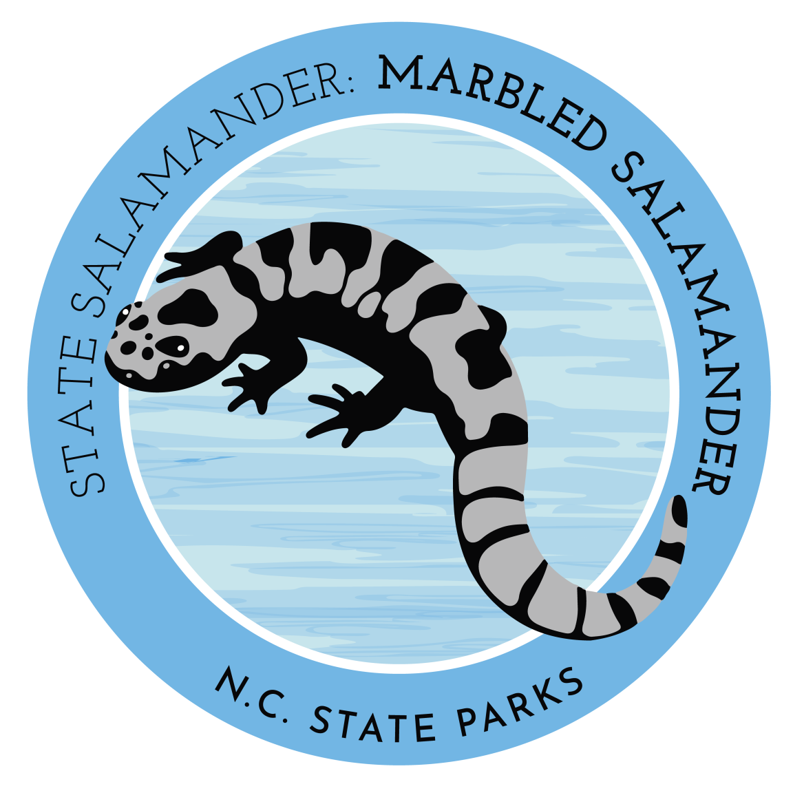 state salamander - marbled salamander