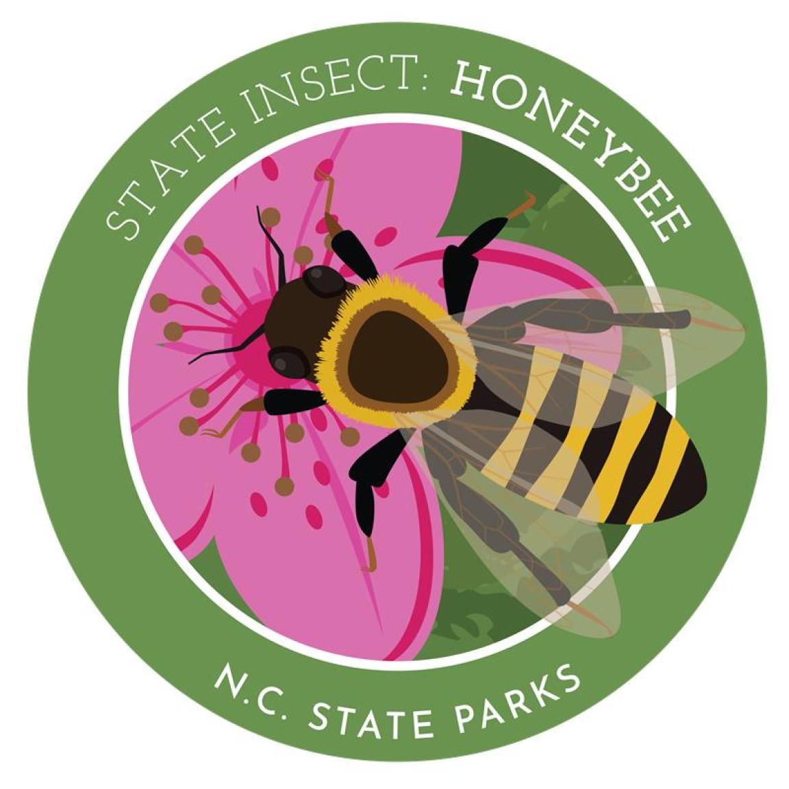 state insect - honey bee