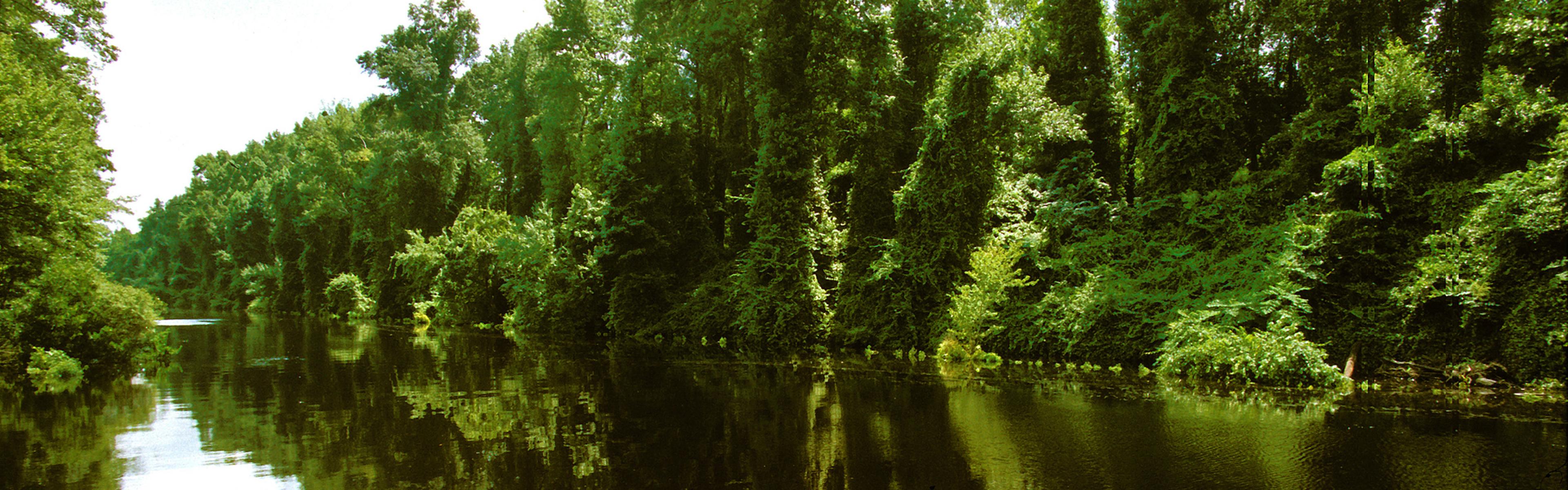 dismal swamp canal trail