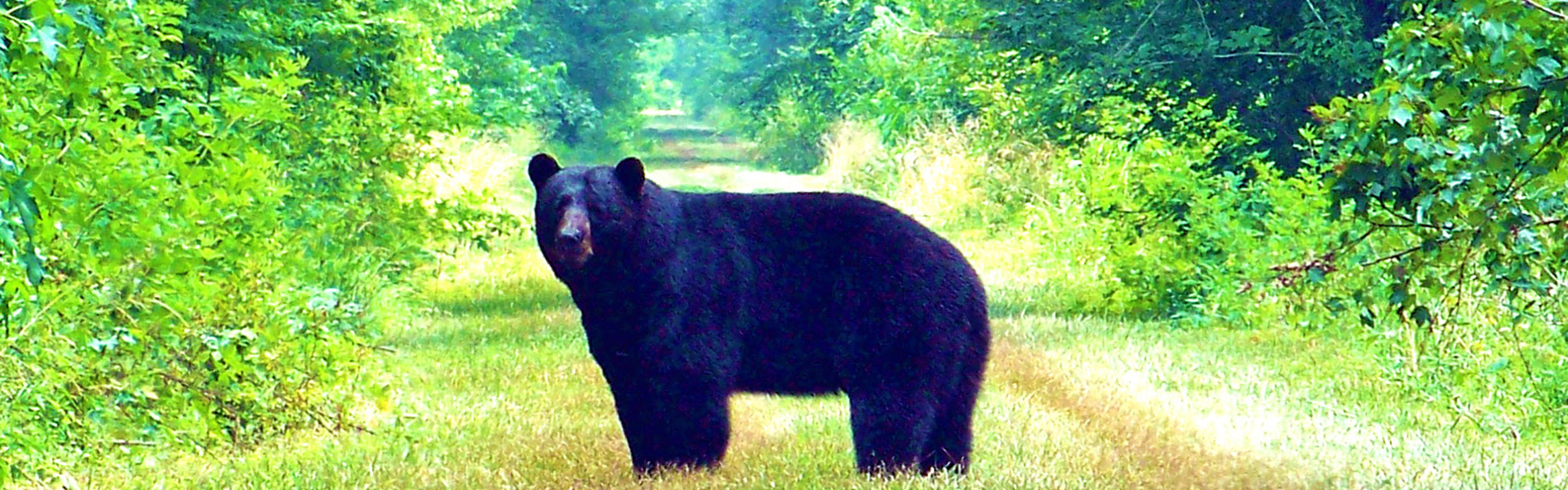 A black bear in the middle of a trail at Dismal Swamp State Park