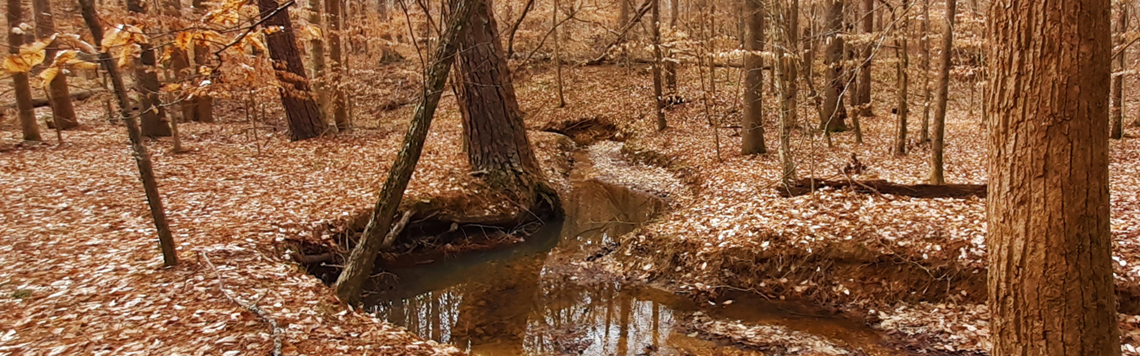 Sal's Branch during the winter at William B. Umstead State Park