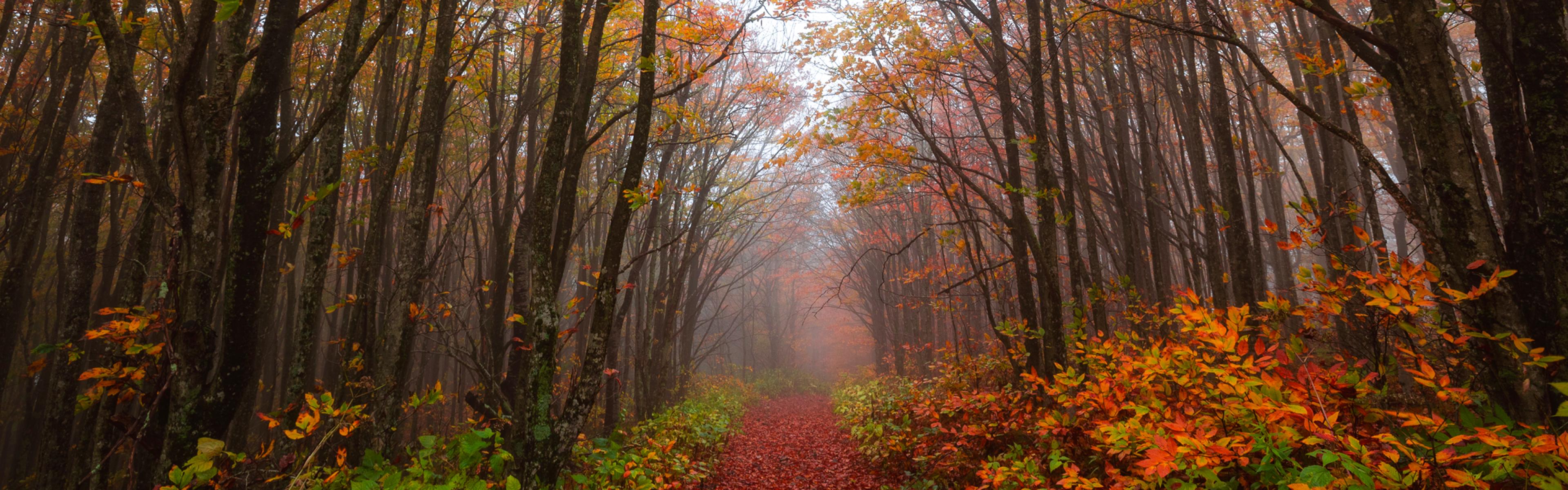 a foggy tail covered in bright red and orange leaves going through a dense forest 
