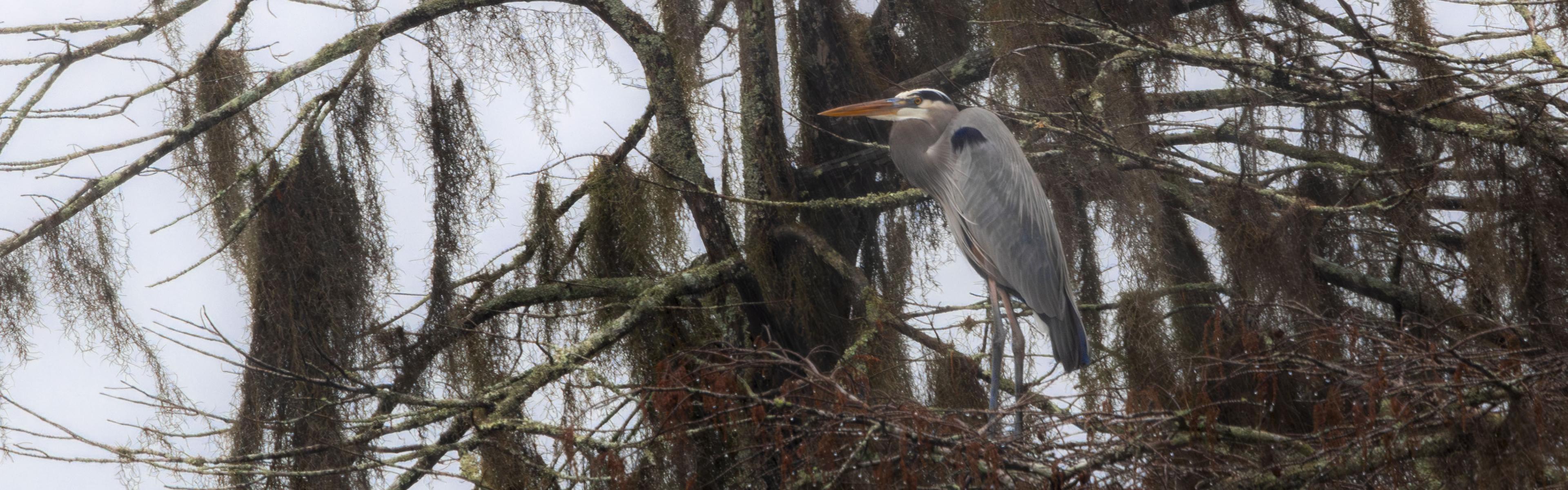 A heron sitting on the roots of a tree above a calm water surface 