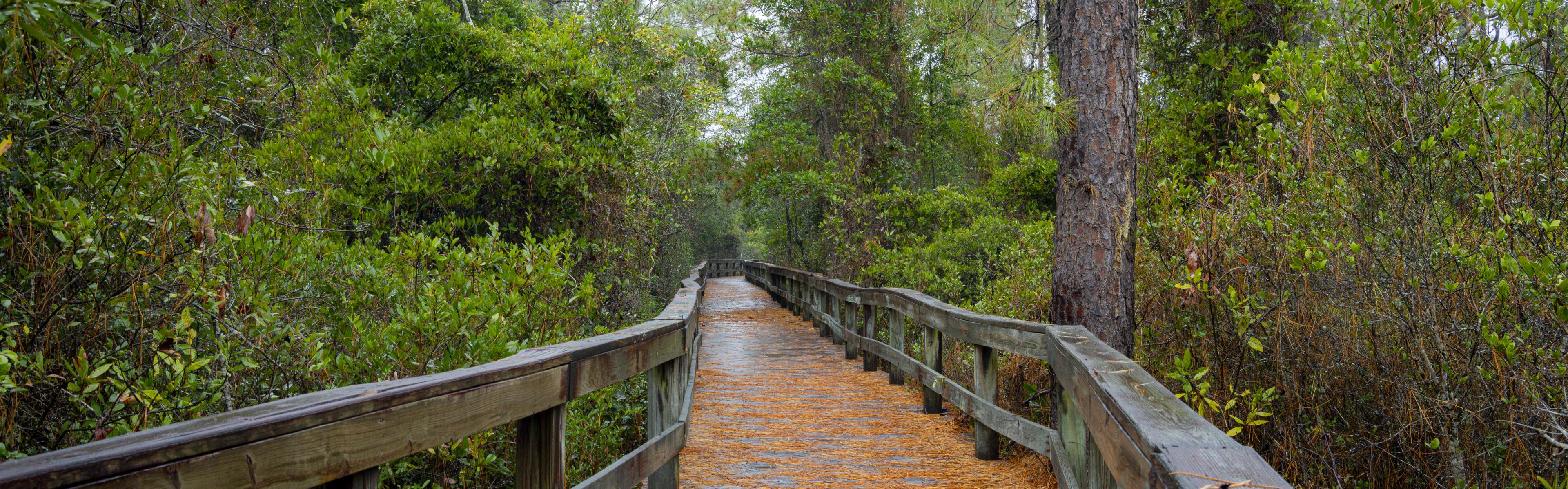 a rainy boardwalk through lush greenery on all sides, covered in orange pine needles