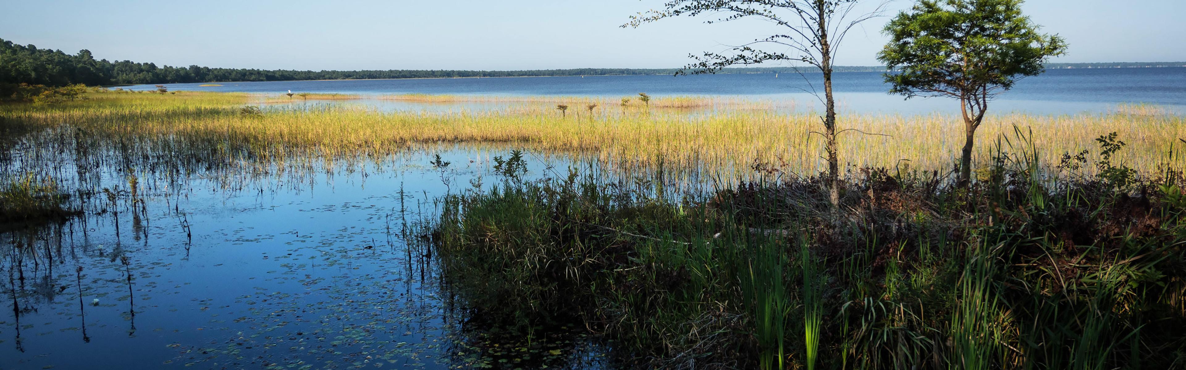 a blue lake partially in shadow with bright yellow grass growing out of the water and a two trees in the foreground.