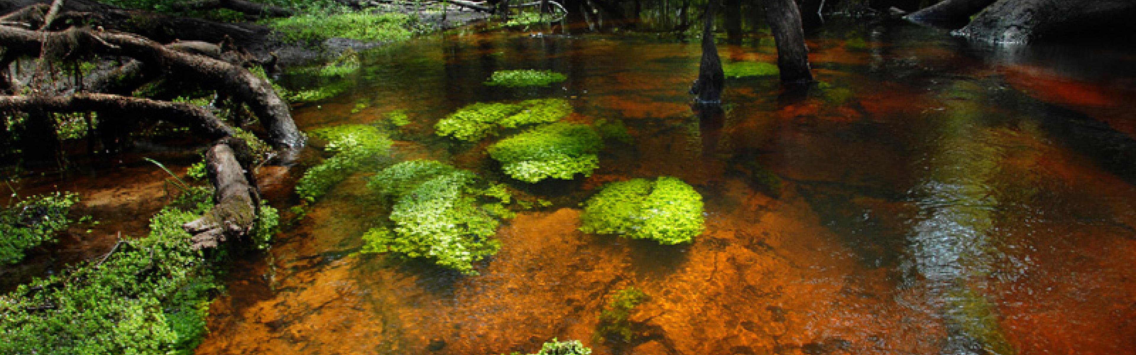 green plant matter floating on top of a clear river with a brown bottom, with dense forest in the background