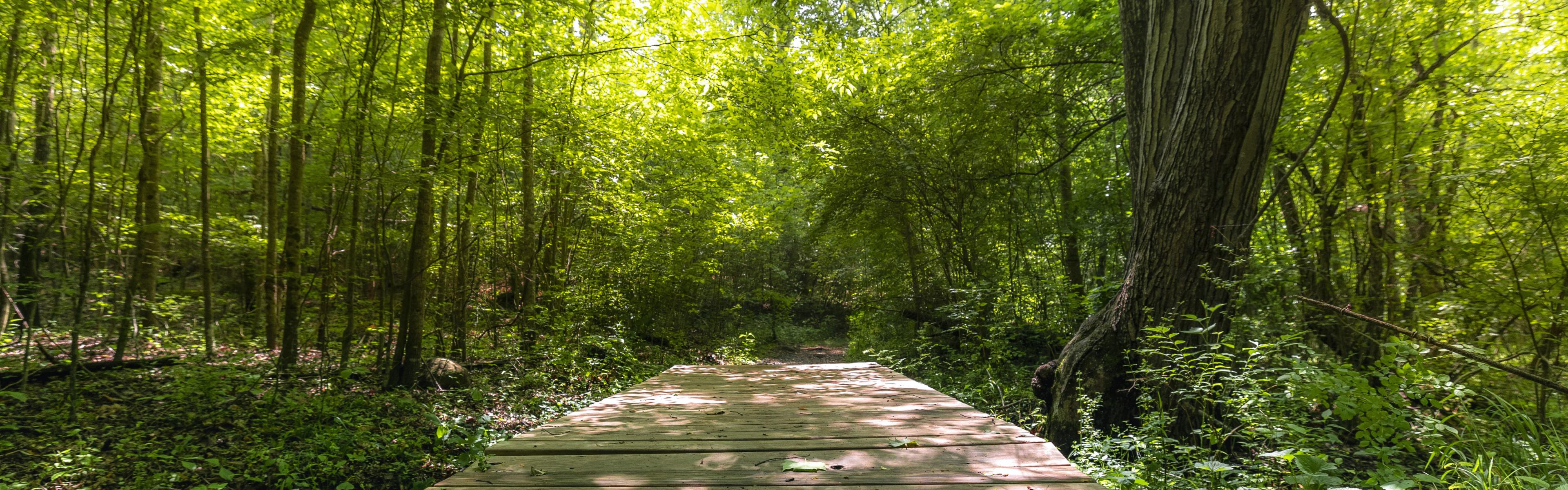 a boardwalk through bright green spring foliage in a forest 