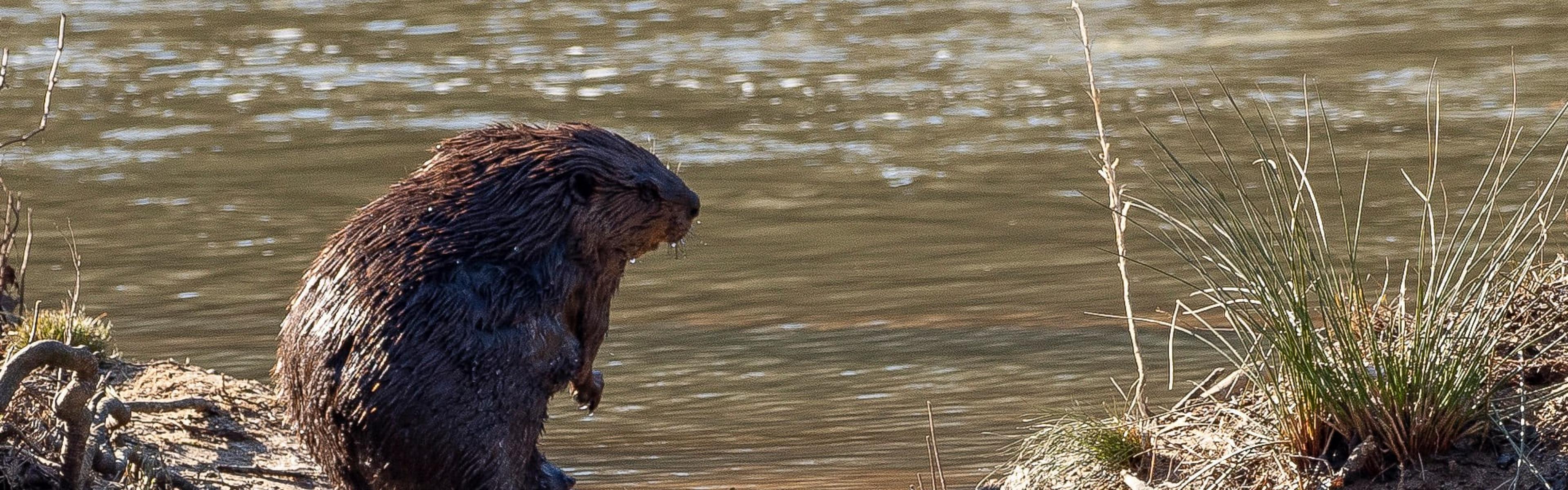 a beaver sitting on a log in the middle of a moving river