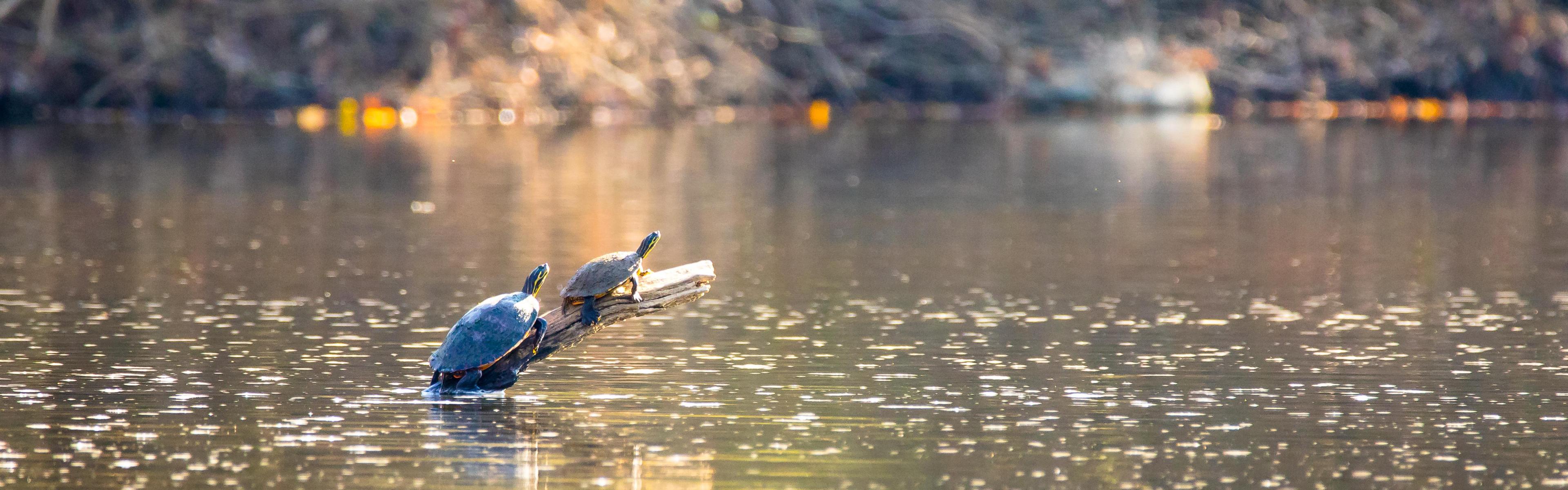 two turtles sitting on a log in the middle of a placid lake
